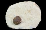 Tropidocoryphe Trilobite - Rare Proetid With Axial Spines #128983-1